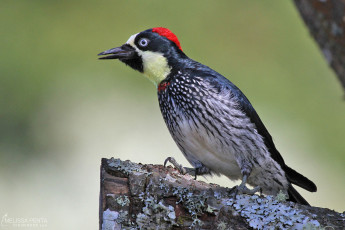 Acorn Woodpecker