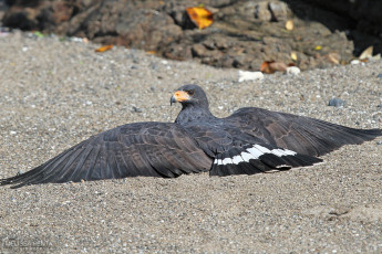 Common Black-Hawk