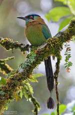 Blue-crowned Motmot