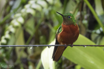 Chestnut-breasted Coronet