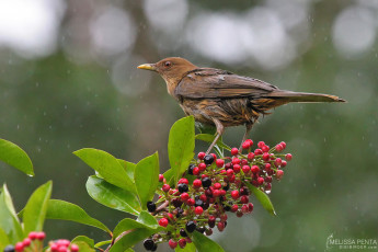 Clay-colored Robin