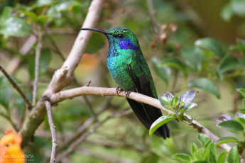 Green Violetear