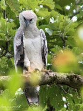 Harpy Eagle