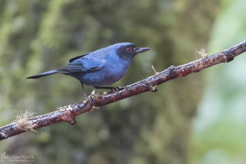 Masked Flowerpiercer