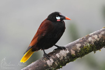 Montezuma Oropendola
