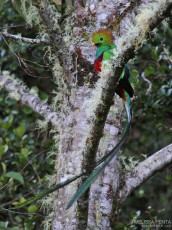 Resplendent Quetzal