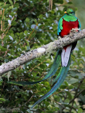 Resplendent Quetzal