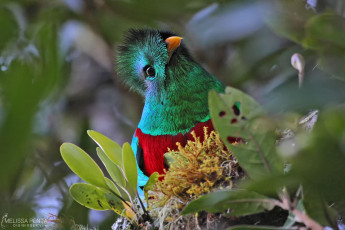 Resplendent Quetzal