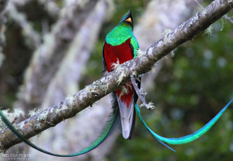 Resplendent Quetzal