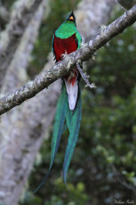 Resplendent Quetzal