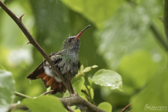 Rufous-tailed Humminbird