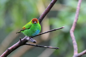 Rufous-winged Tanager