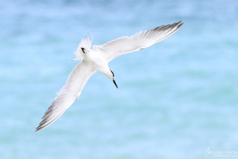 Sandwich Tern