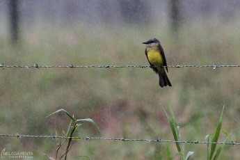 Tropical Kingbird