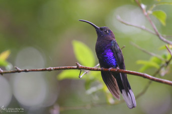 Violet Saberwing