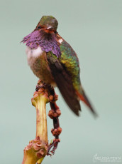 Volcano Hummingbird