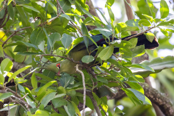 Schalow's Turaco