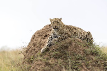 Leopard