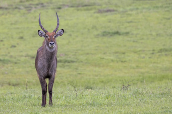 Waterbuck