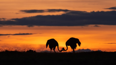 Ostriches