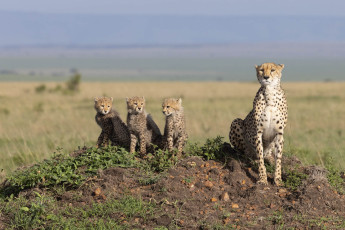 Cheetahs