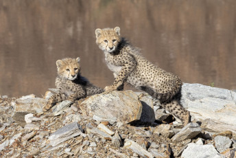 Cheetah