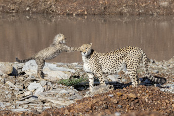 Cheetahs