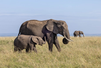African Elephants