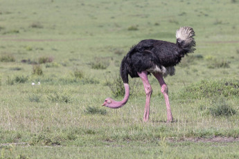 Ostrich