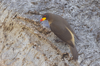 Yellow-billed Oxpecker