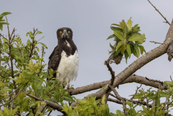 Black-chested Snake-Eagle