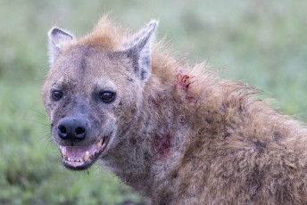 Spotted Hyena