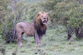 Lion