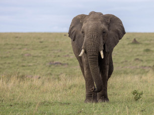 African Elephant