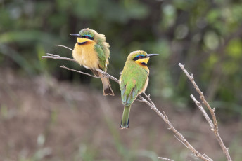 Little Bee-eaters