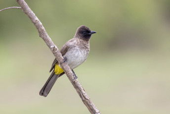 Common Bulbul