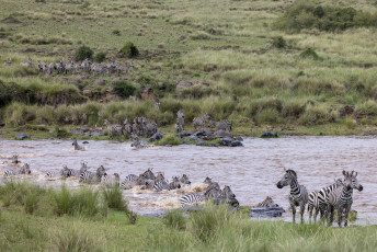 Zebras