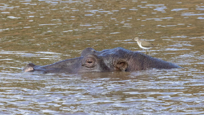 Common Sandpiper on Hippopotamus