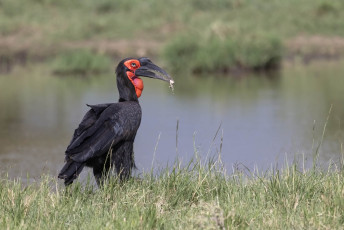 Southern Ground-Hornbill