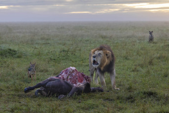 Lion
