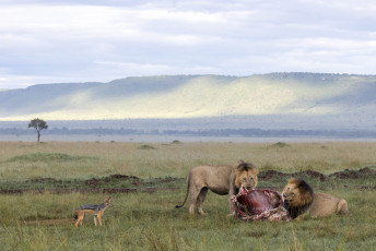 Lions and Black-backed Jackal