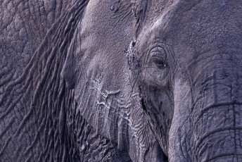 African Elephant