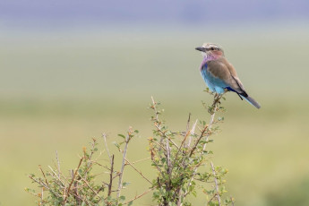 Lilac-breasted Roller