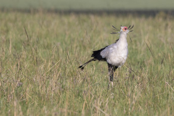 Secretary Bird
