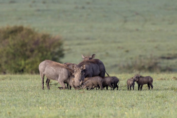 Warthogs