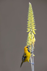 Spot-breasted Oriole