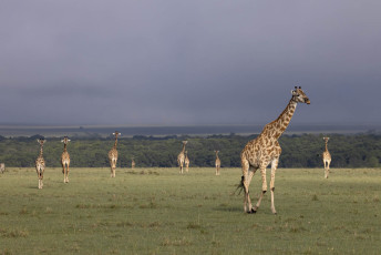 Giraffes