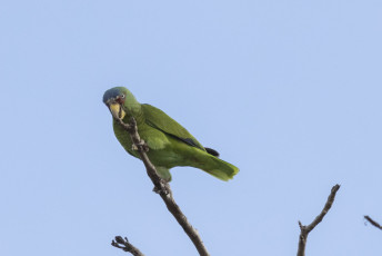 White-fronted Amazon