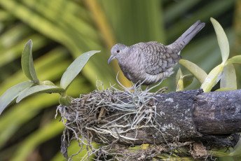 Inca Dove