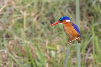 Malachite Kingfisher
